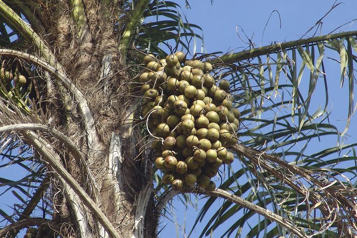Jose Reynaldo da Fonseca - Wikimedia
