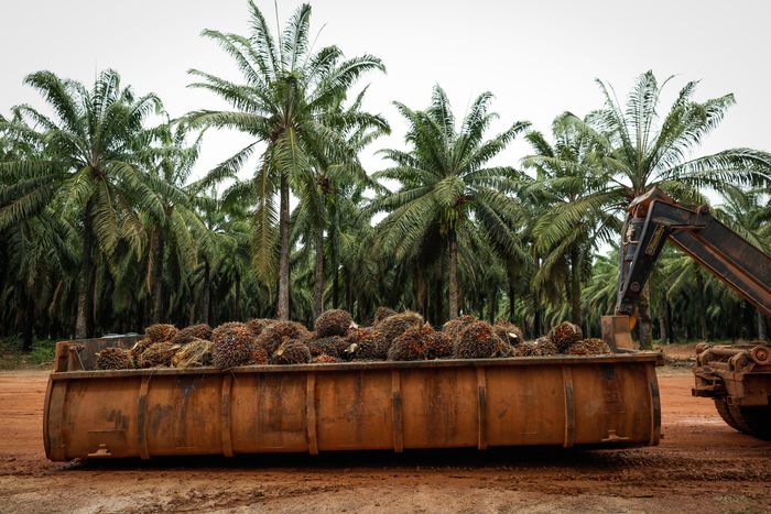 Indonésia pretende implementar mistura de biodiesel B50 na segunda metade de 2026