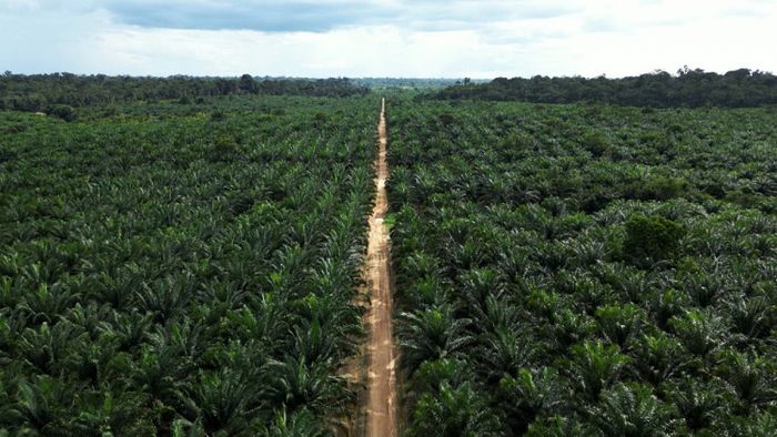 Divulgação - BBF