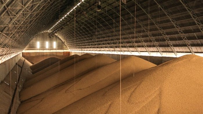 Soja: Centro da USP estima safra recorde com produção em alta e mercado aquecido