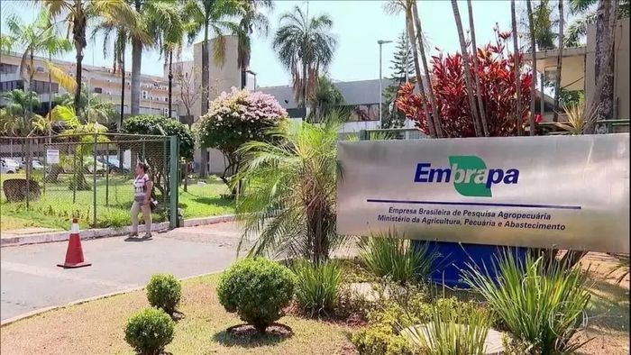 Divulgação - Embrapa