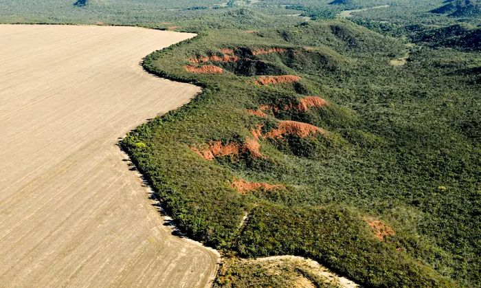 Adriano Gambarini - WWF Brasil