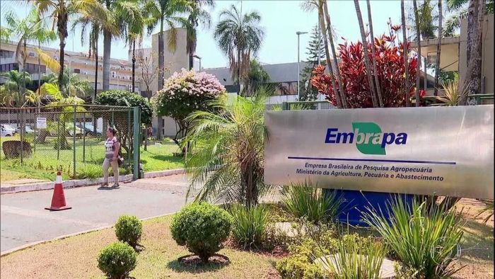Divulgação - Embrapa