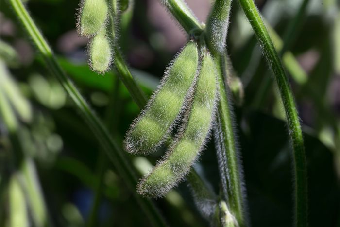 Divulgação - United Soybean Board