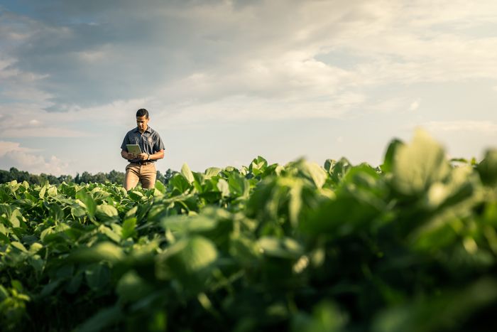 Divulgação - United Soybean Board