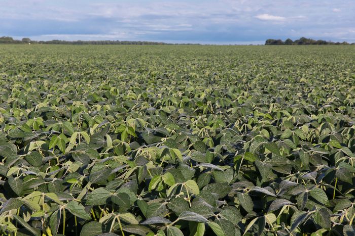 Divulgação - United Soybean Board