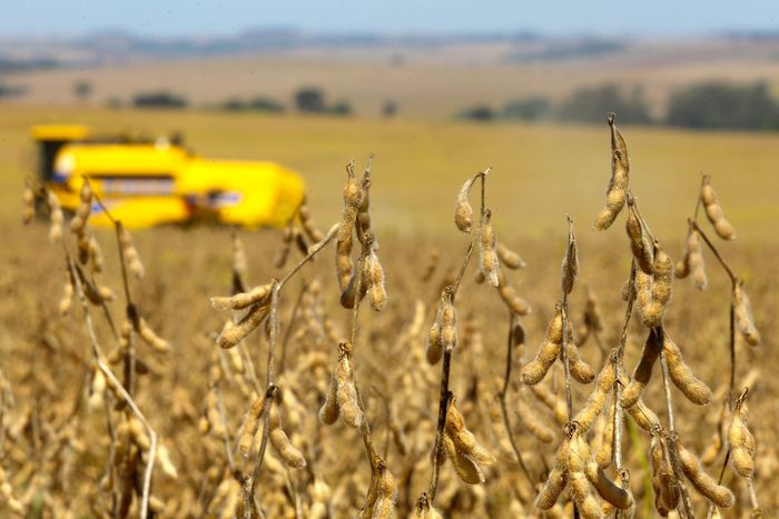 PIB da cadeia da soja e biodiesel deve crescer 6,87% em 2026