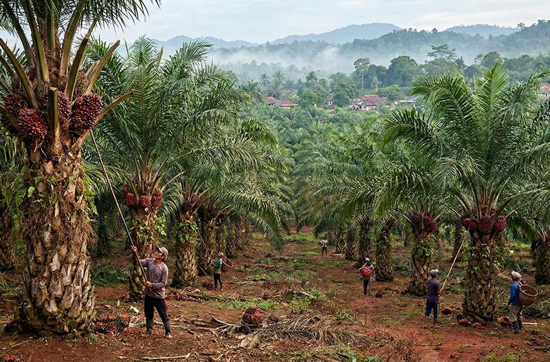 Indonésia descarta adoção do biodiesel B50 este ano e elevará taxa de exportação de óleo de palma