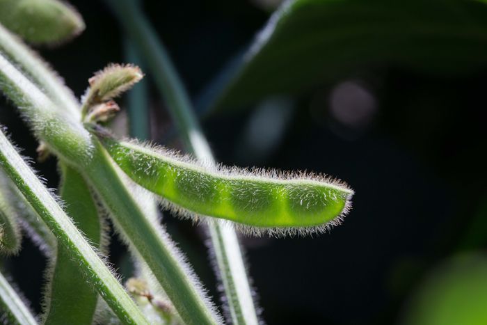 Divulgação - United Soybean Board