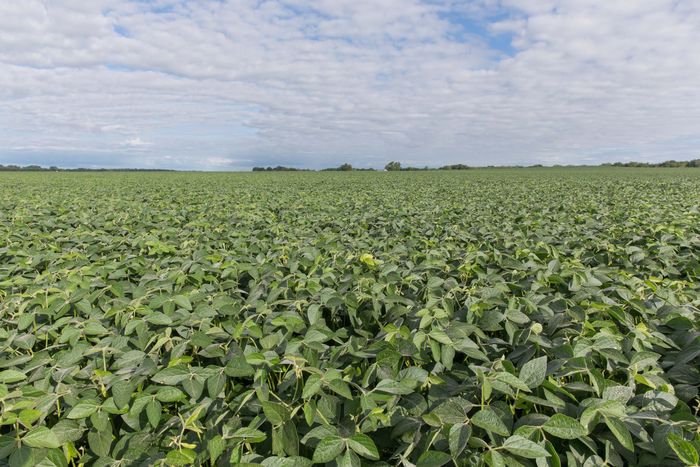 Divulgação - United Soybean Board
