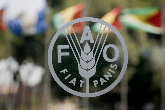 Calor extremo redesenha mapa da agricultura global, diz FAO