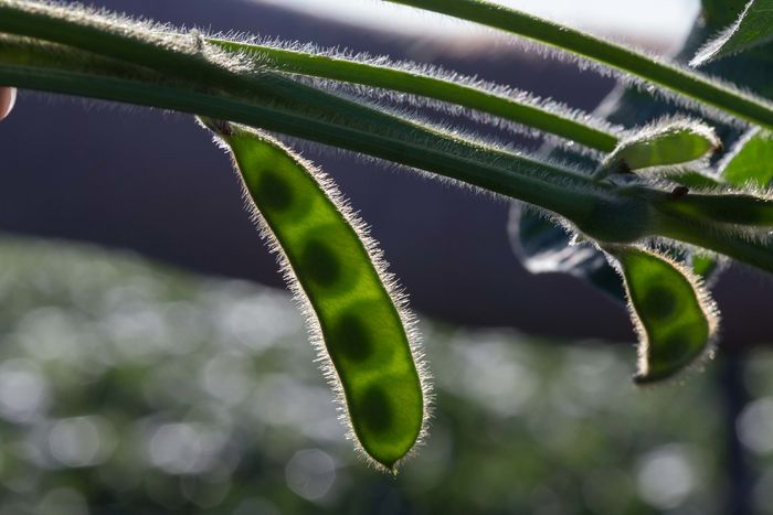 Divulgação - United Soybean Board