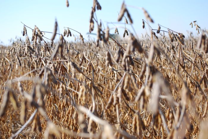 United Soybean Board