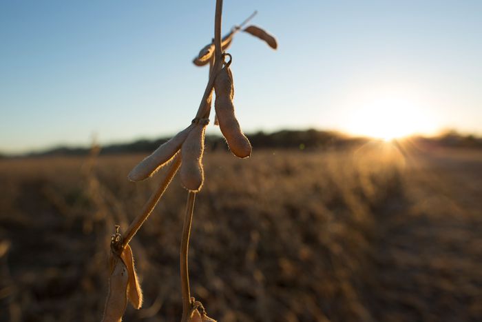 United Soybean Board