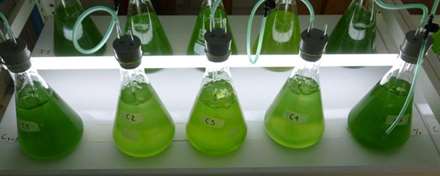 Algas TUDelft_211113