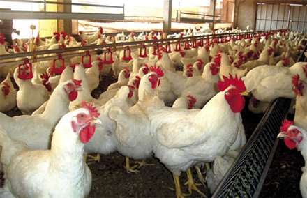 Biodiesel Frango_221013