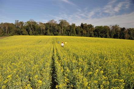 Canola RS_220713