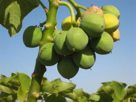 Jatropha Filipinas_160713