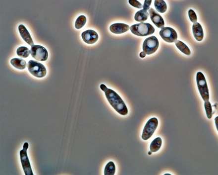 Levedura Pesquisa_280114