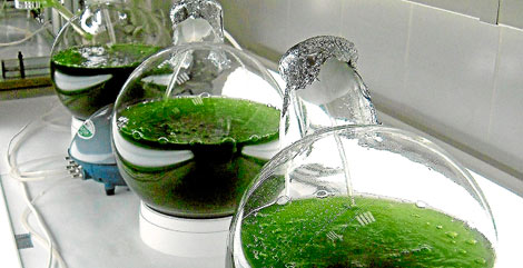 Microalgas TeorOleo_240114