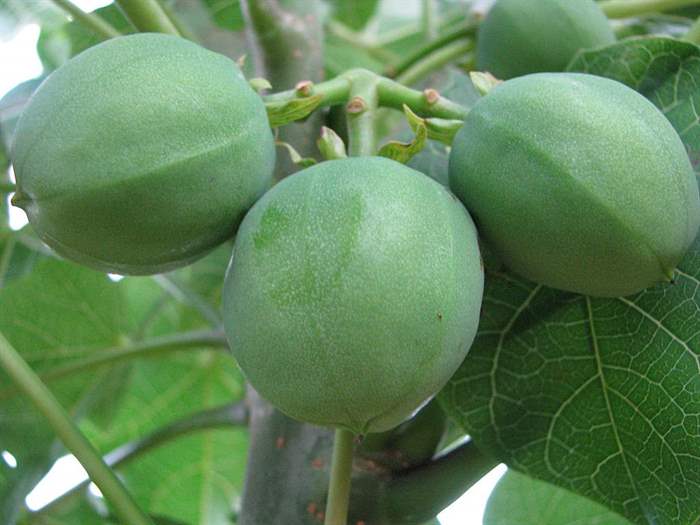 Projeto BRJatropha encerra atividades com avanços no pinhão-manso