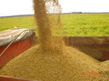 Soja Cepea_251113