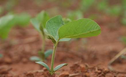 Soja Plantio_281113