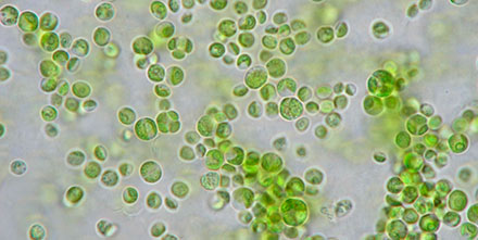 algas micro