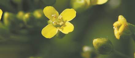 camelina genoma_290813