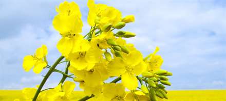 canola RS_190913