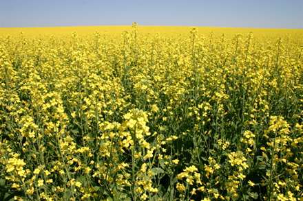 canola rs_sp_170912
