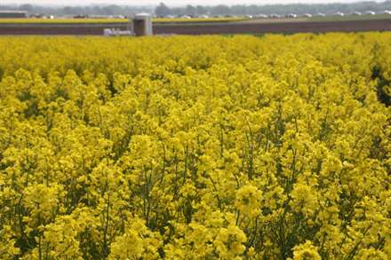 colheita canola_071012