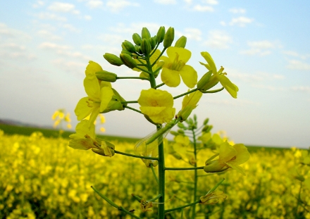 colheita canola_230812