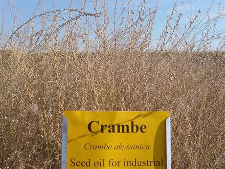 crambe FundacaoMS_101013