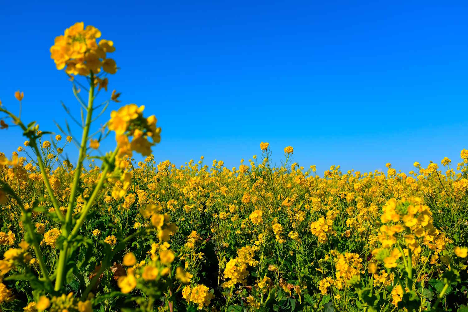 Bayer e Neste fecham acordo para ampliar canola para biocombustíveis