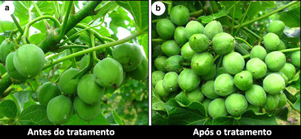 jatropha-rc1