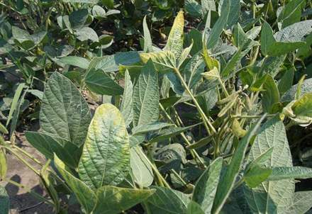 soja USDA_270813