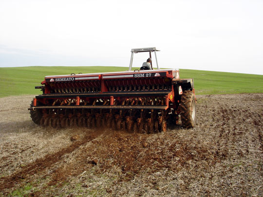 Semeadura Canola