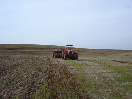 Semeadura canola