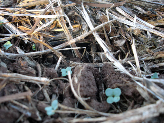 Germinação canola
