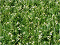 Saiu o registro da cultivar de Crambe