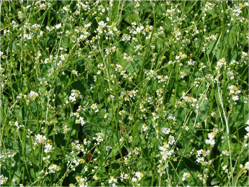 Plantio de Crambe Plantio de Crambe