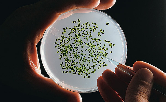 microalgas microalgas