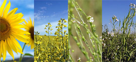 O desafio é encontrar a cana do biodiesel