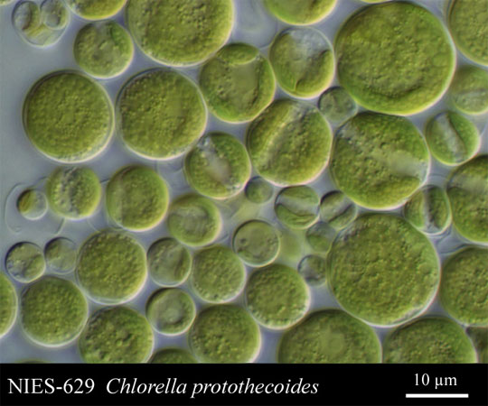 Chorella