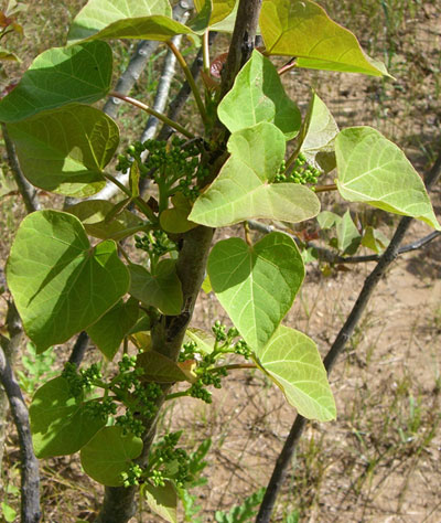 Poda Foliar