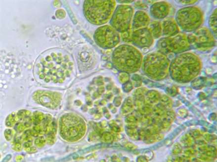 microalgas petroleo_renovável_061112
