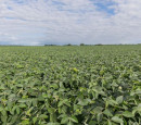 Divulgação - United Soybean Board
