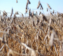 United Soybean Board
