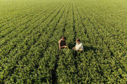 Divulgação - United Soybean Board